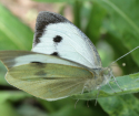 Butterfly Capping Belyanka, como se livrar de