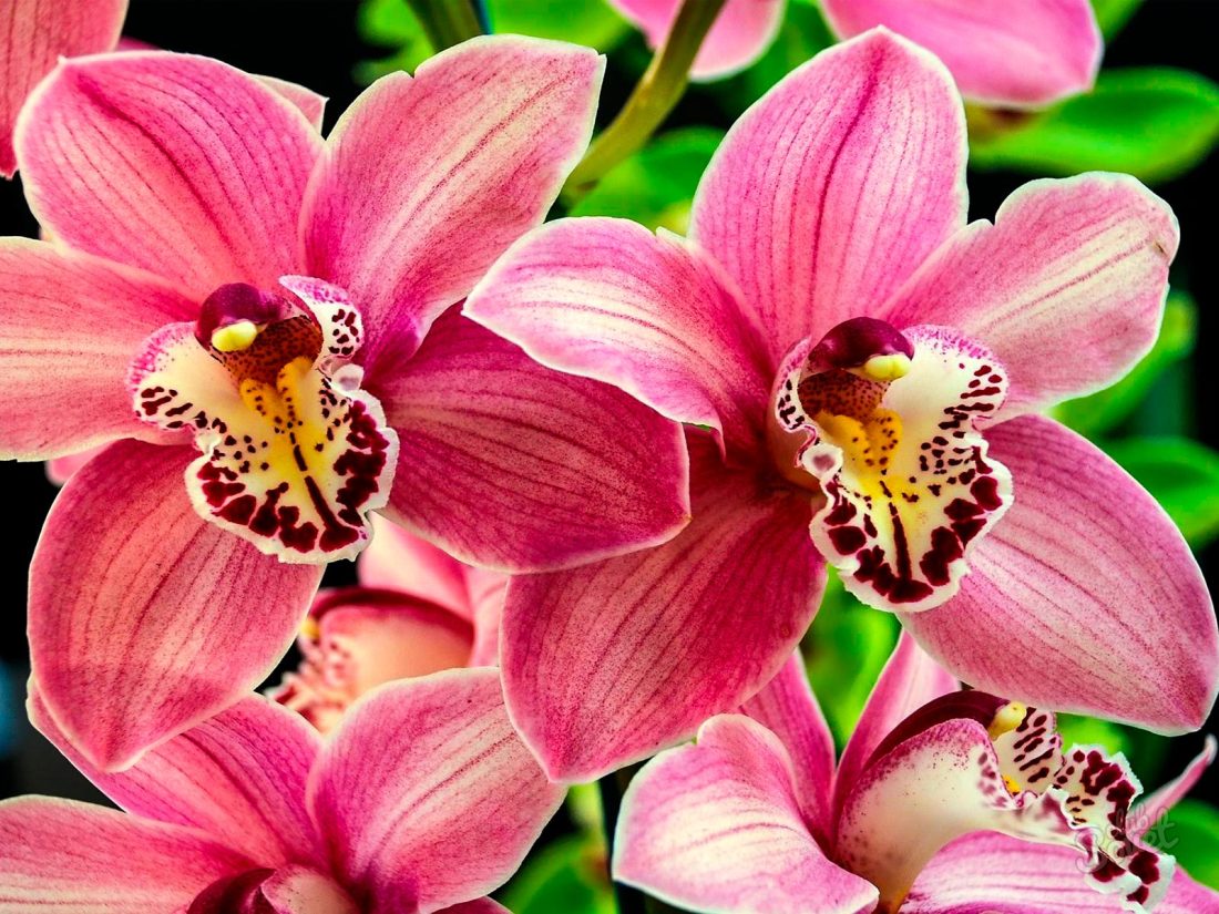 Come pianta di orchidea