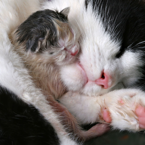 Foto Come prendere la nascita da un gatto