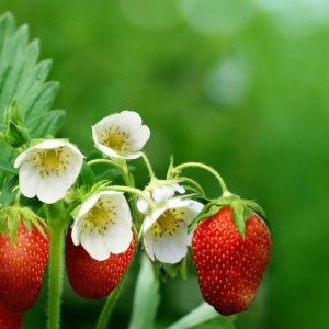 Stock foto τι να ενοχλεί τις φράουλες, ενώ ανθίζουν
