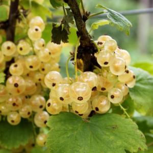 Фото Какво може да се направи от бяло френско грозде?