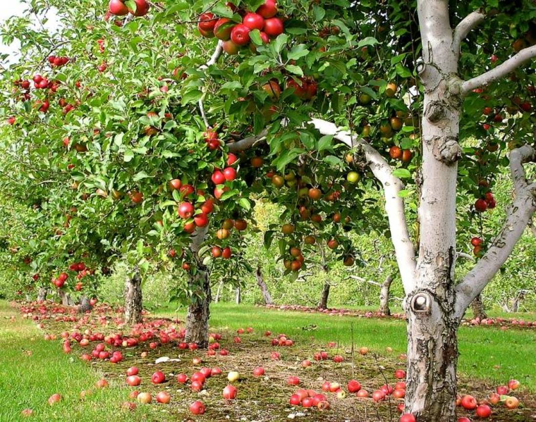 Aký sen jablkový strom?
