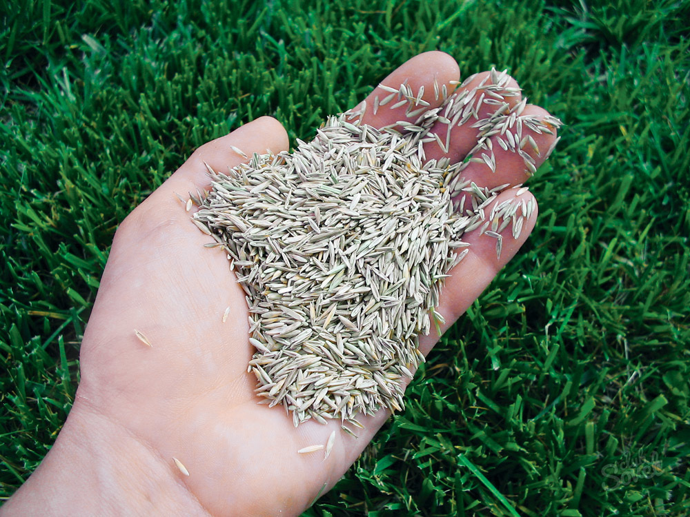 Cum să semene iarbă de gazon