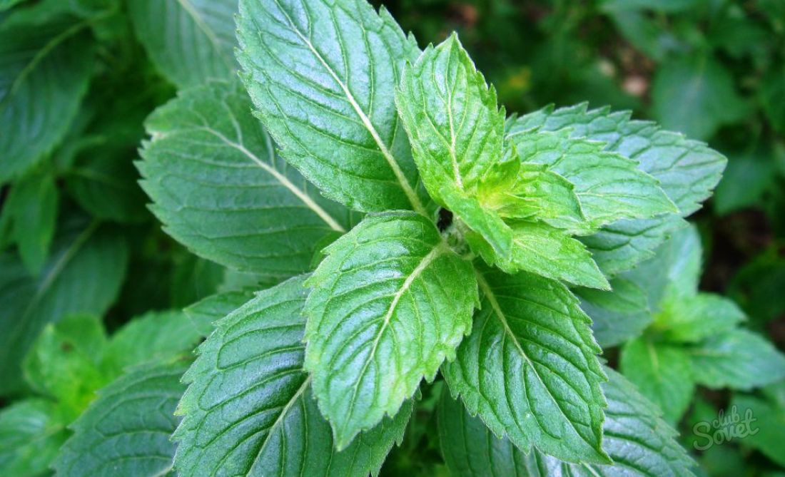 How to grow mint.