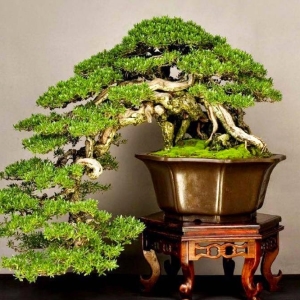 Foto ako urobiť umelý bonsai