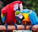 Как да се грижи за един папагал