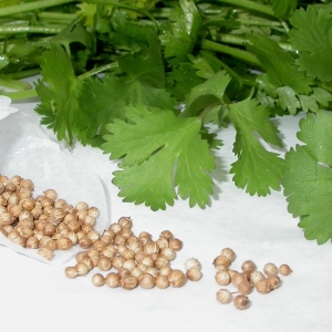 Stock Foto How to grow parsley from seeds