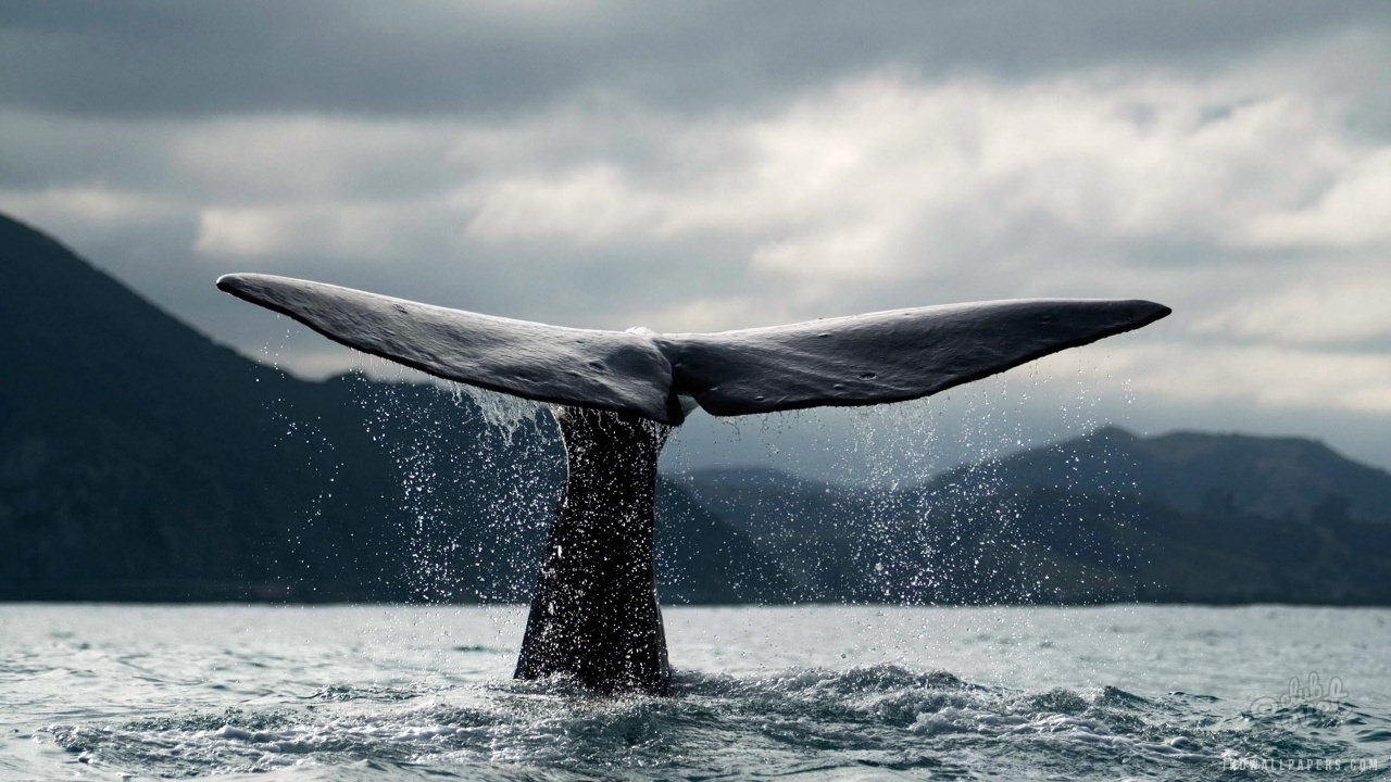 К чему снится кит?