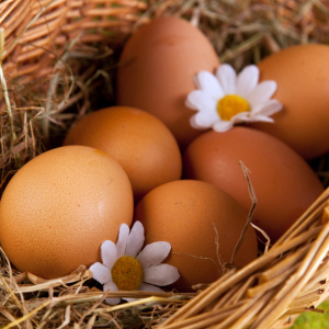 جحيم البيض للحساسية