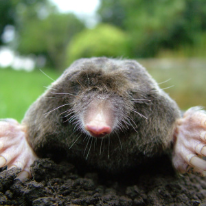 How to get rid of moles in the garden plot