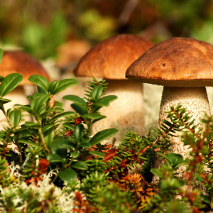 Foto Vilka drömmar att samla svampar i en dröm?