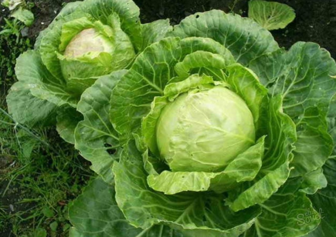 How to grow cabbage in the open soil