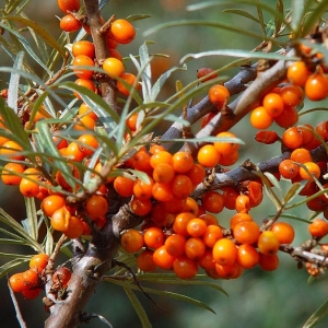 How to collect sea buckthorn