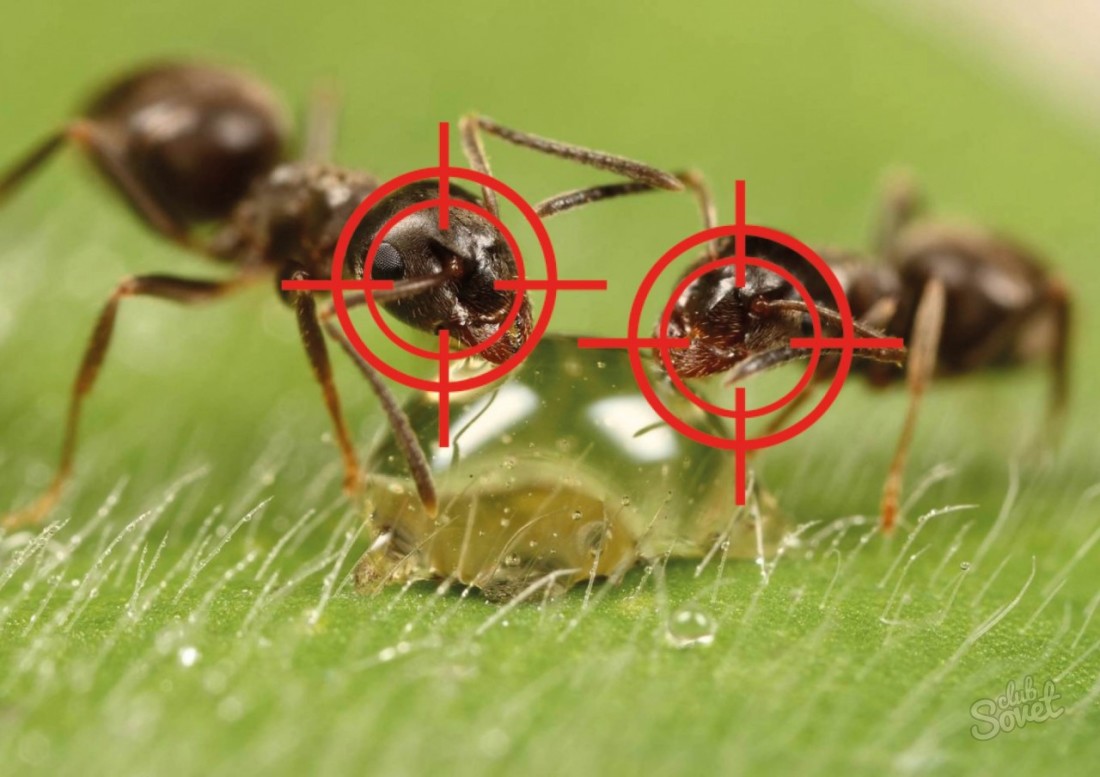 Jak se zbavit mravenců v zahradě