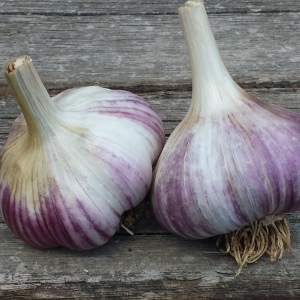 How to prepare garlic to landing in autumn