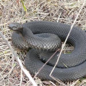 Fotó Mi a teendő a kígyó harapással