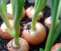 Come piantare le cipolle