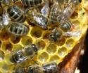 Як взяти бджолу