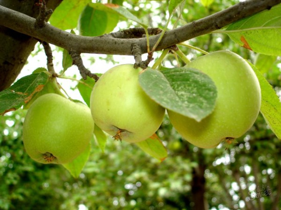 Kako izrezati stare jabuke