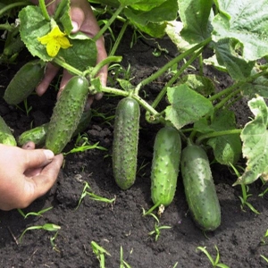 Stock Foto Self-polished grade cucumbers for open soil