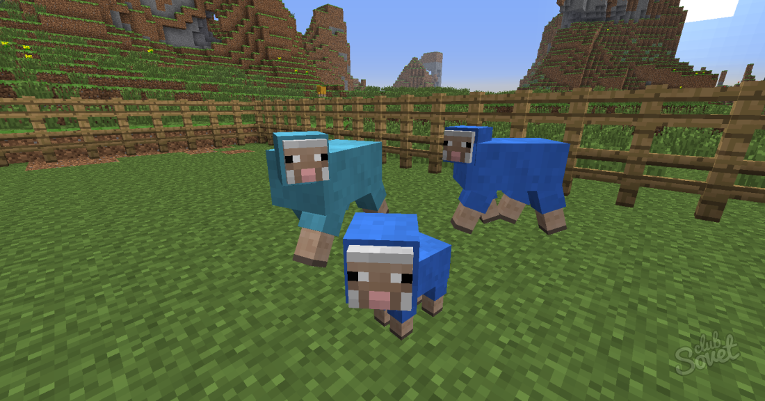 Jak zkrotit ovci v Minecraft