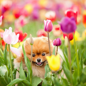 Zdjęcie po umieszczeniu tulipanów