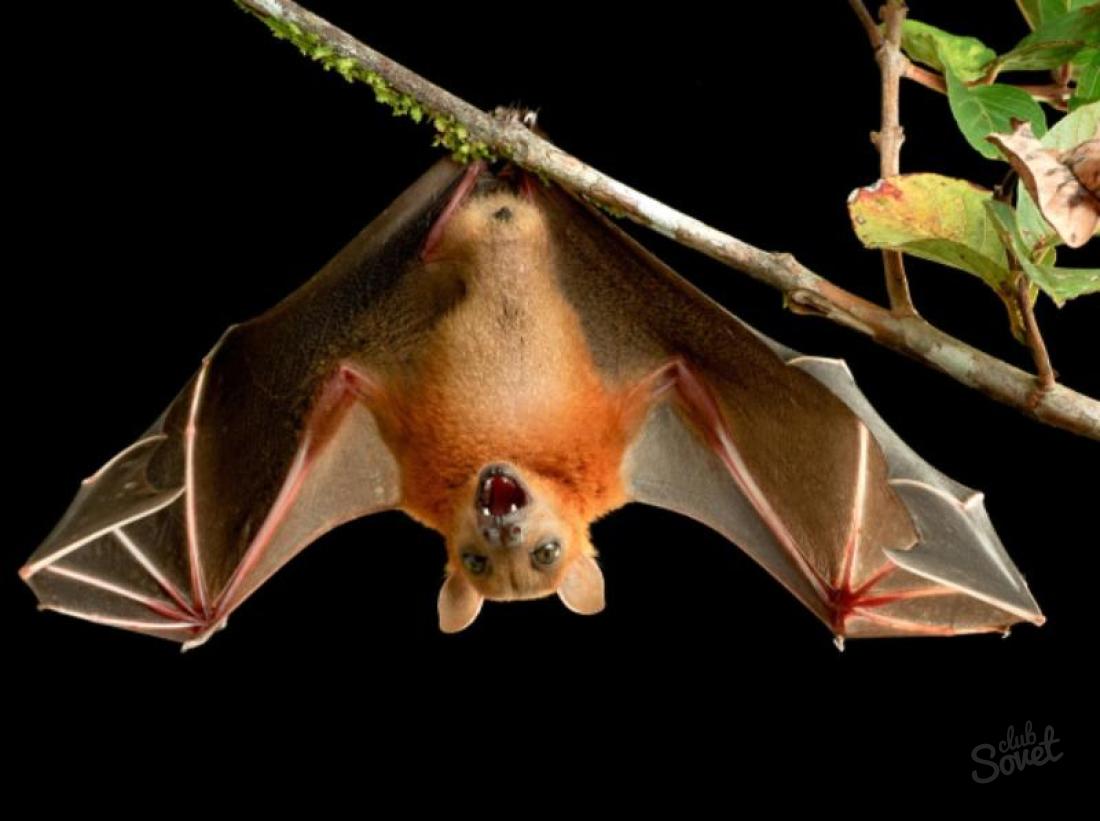 What dreams of bats