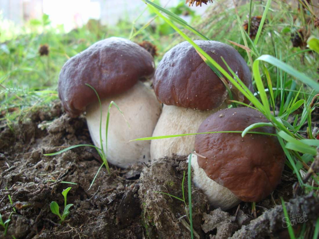 Jak pěstovat bílé houby