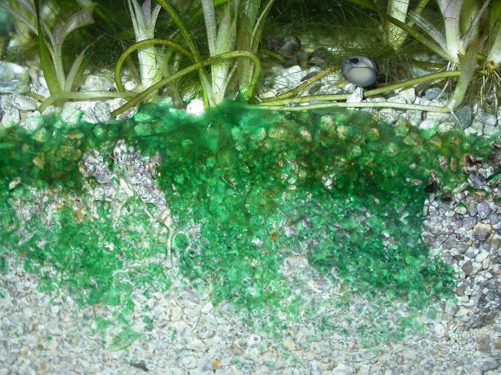 Blue-green-algae