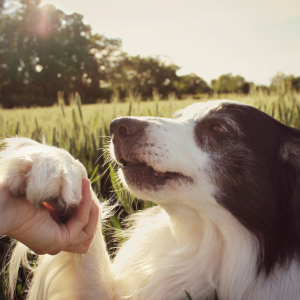 Photo How to teach a dog to give a paw