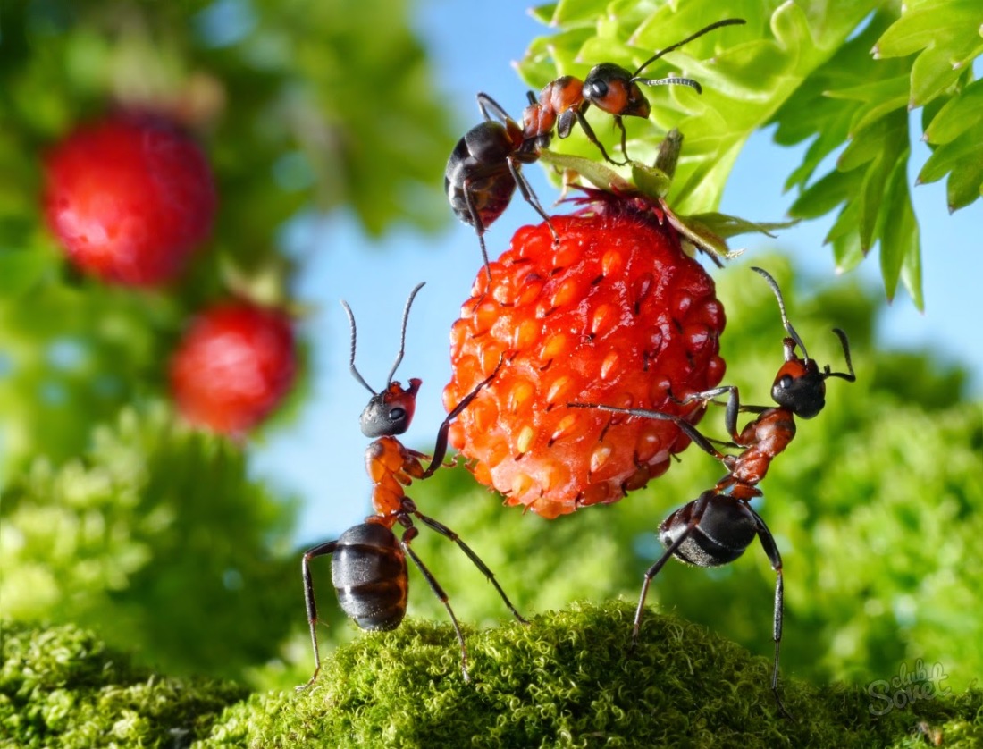 Hur man blir av med myror i trädgården