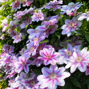 Photo How to grow clematis from seeds