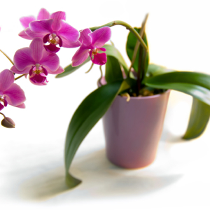 როგორ Crop Blooming in Orchid