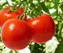 Como incomodar os tomates levedura