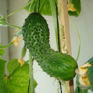 Stock Foto How to grow cucumbers on the windowsill