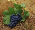 Kako zmanjšati grozdje poleti iz nepotrebnih poganjkov