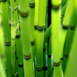 Foto, wie man sich um Bambus kümmert