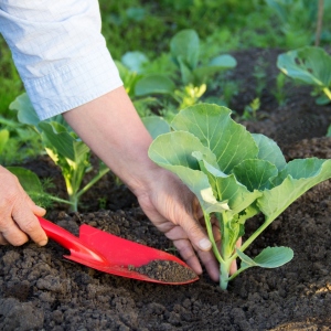 Фото як садити капусту в грунт розсадою