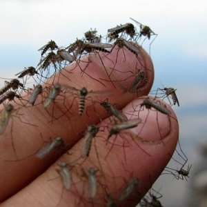 Fotoğraflar Böcek ısırıkları neye benziyor?