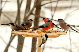 چه به پرندگان غذا در زمستان؟
