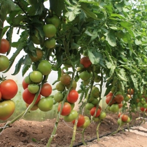 Hur man klipper tomater i ett växthus?