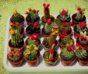 Comment cultiver cactus