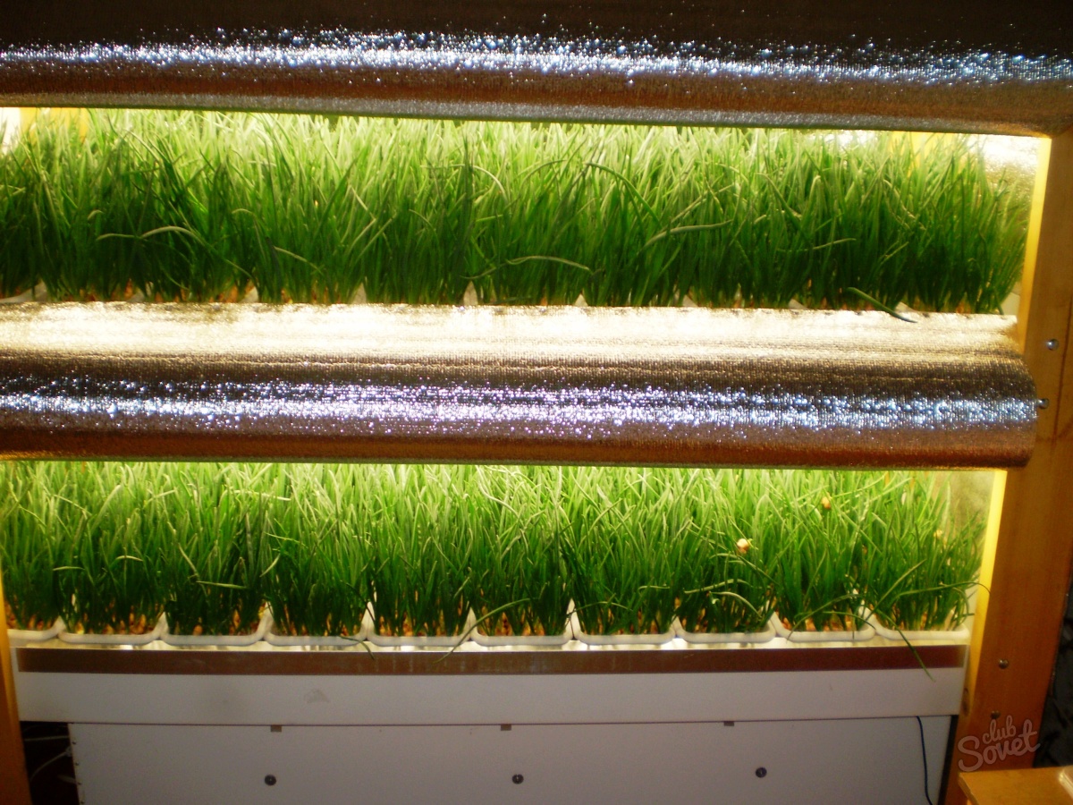 Hur man odlar hydroponics