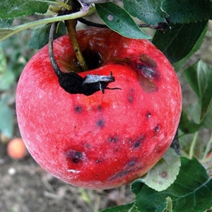 Stock Foto Prodshs på ett äppelträd Hur man kämpar