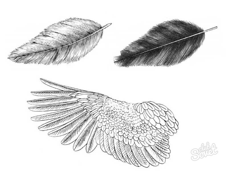 Como desenhar aves de capoeira