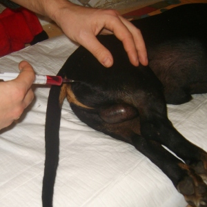 Como fazer um cão intramuscular