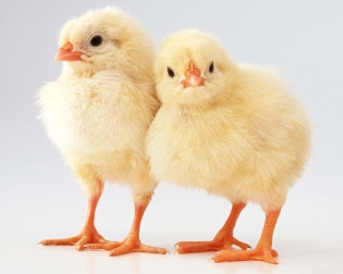 Comment développer des poulets de chair à la maison