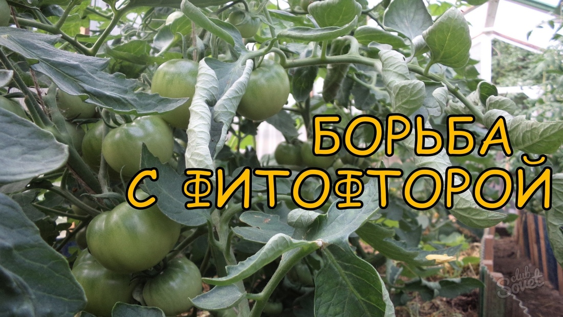 Phytoftor pe tomate în seră - cum să se ocupe?