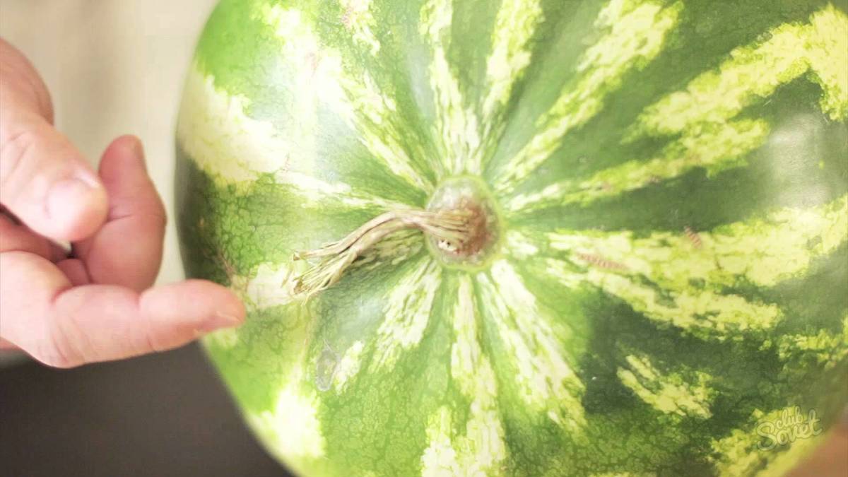 Fotos a pedido Como escolher a melancia