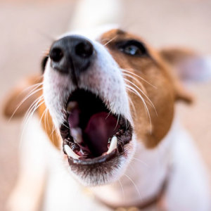 Stock foto comment chien enseigne une voix d'équipe